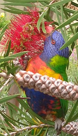 lorikeet