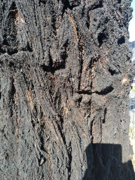 Sideroxylon bark2